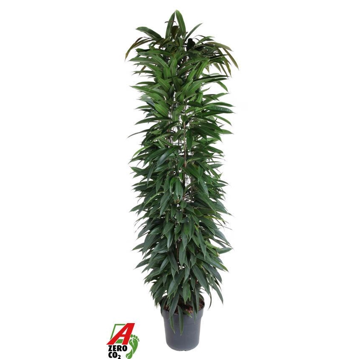 <h4>Ficus Alii king zuil P32 (NO GAP)</h4>
