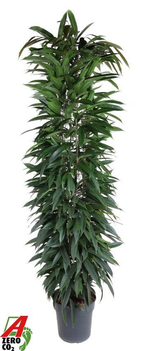 Ficus Alii king zuil P32 (NO GAP)