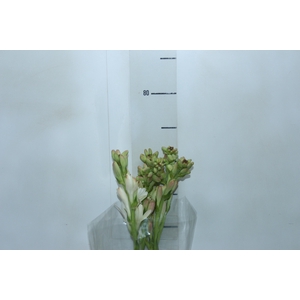 ANGELICA 080 CM