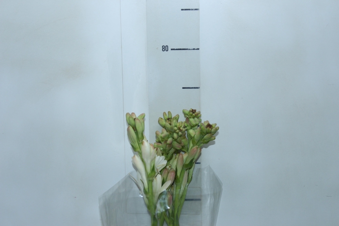<h4>ANGELICA 080 CM</h4>