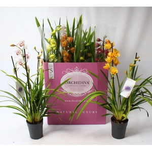 Cymbidium kleuren mix 2-3 tak