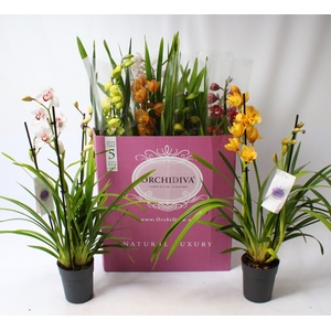 Cymbidium kleuren mix 2-3 tak