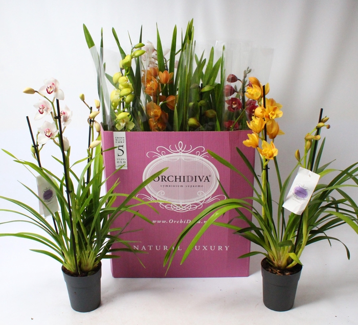 <h4>Cymbidium kleuren mix 2-3 tak</h4>