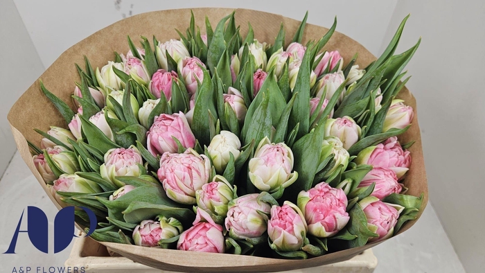 <h4>TU DU FOXTROT</h4>