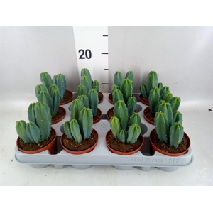 Cereus   ...