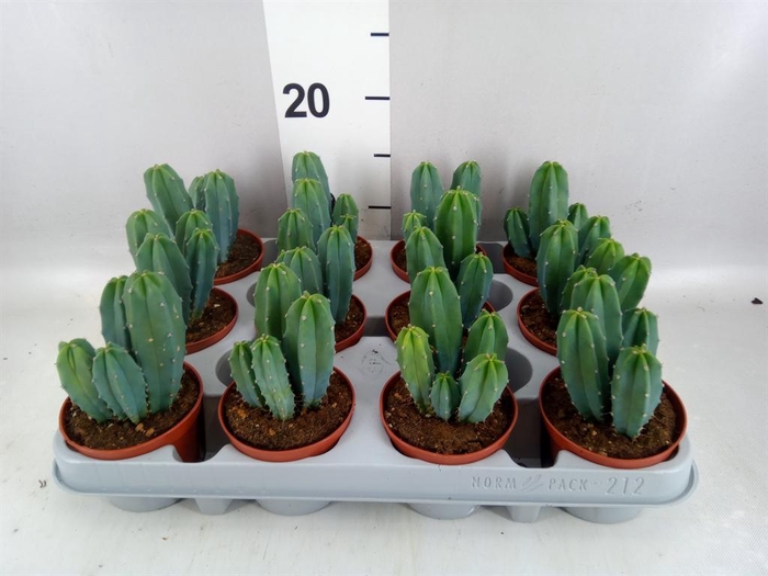 <h4>Cereus ...</h4>