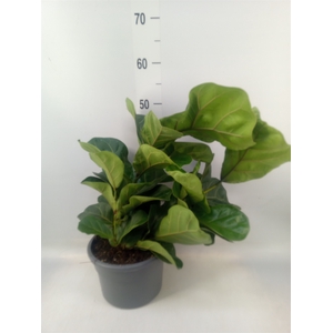 Ficus lyrata 'Bambino'