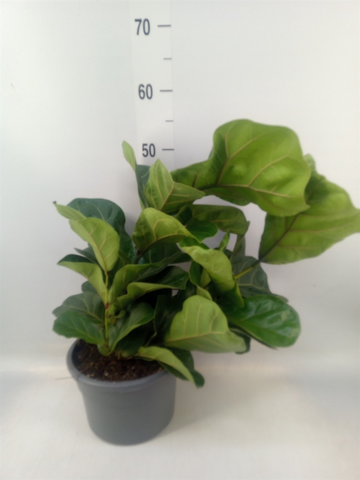 <h4>Ficus lyrata 'Bambino'</h4>