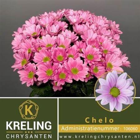 <h4>Chr T Chelo</h4>