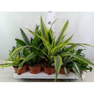 Dracaena   ...mix