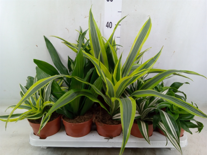 <h4>Dracaena   ...mix</h4>