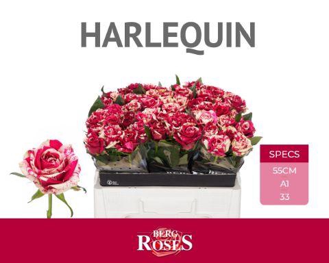 <h4>R GR HARLEQUIN</h4>