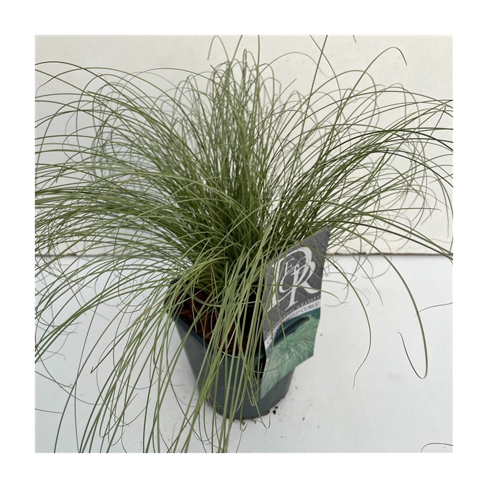 <h4>Carex 'Frosted Curls'</h4>