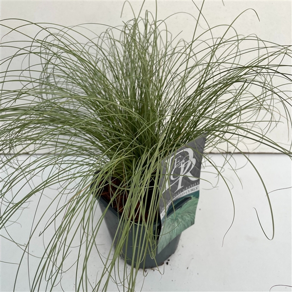 <h4>Carex 'Frosted Curls'</h4>