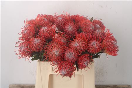 <h4>Leuco Co Tango</h4>