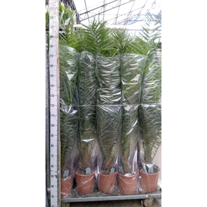 Phoenix canariensis