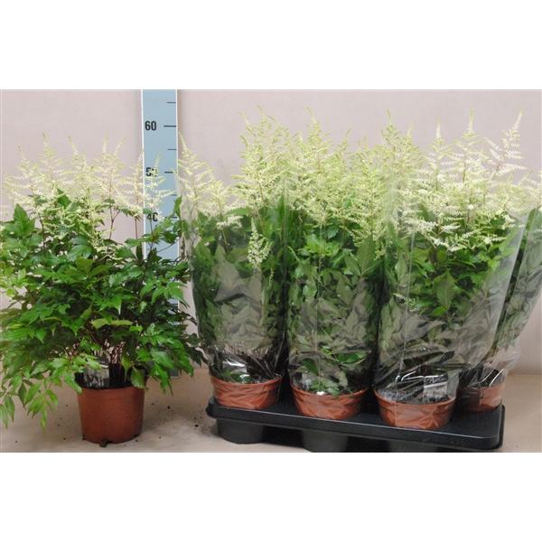 <h4>Astilbe Washington</h4>