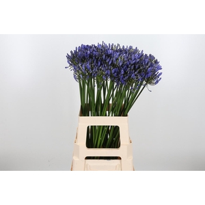 Agapanthus Blue Heav