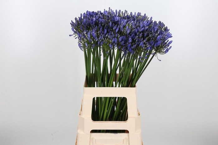 <h4>Agapanthus Blue Heav</h4>