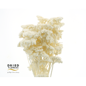 Dried Bleached Achillea