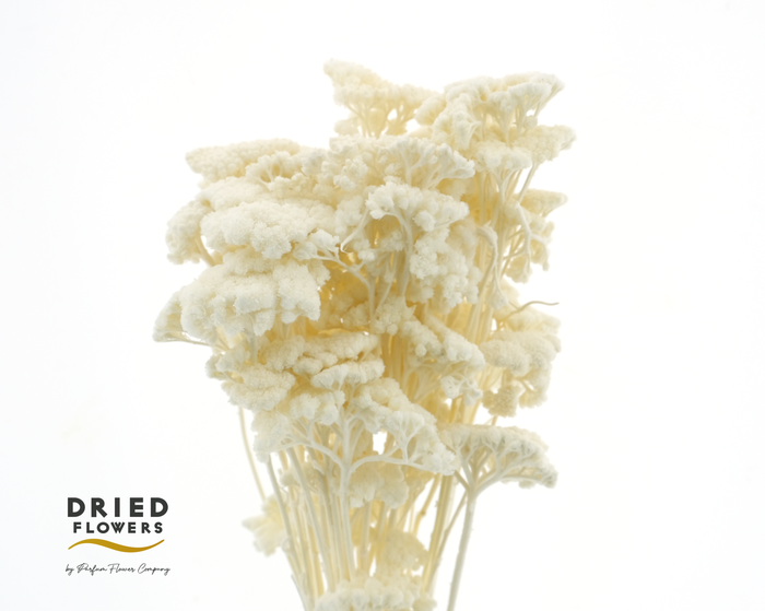 <h4>Dried Bleached Achillea</h4>