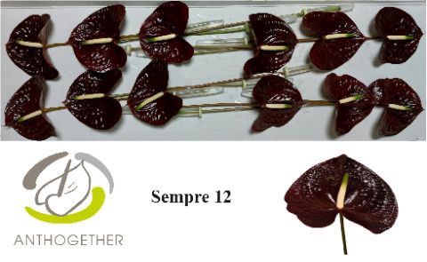 <h4>Anth A Sempre 13 cm X12 Spek Flowers</h4>