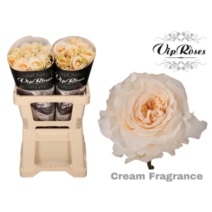 R GR CREAM FRAGRANC+ x 20