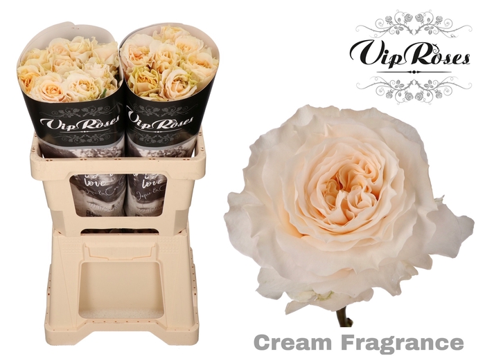 R GR CREAM FRAGRANC+ x 20