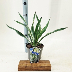 Yucca Variegata
