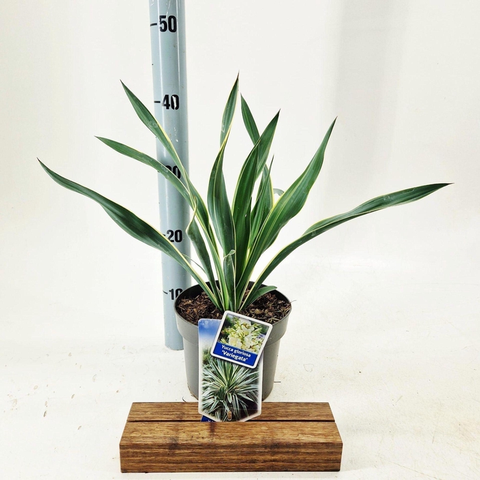 <h4>Yucca Variegata</h4>
