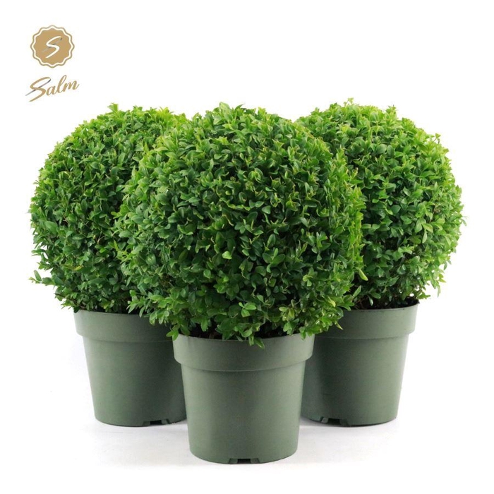<h4>Buxus semp. Ball Ø25cm P21</h4>