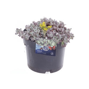 Sedum spath. Purpureum