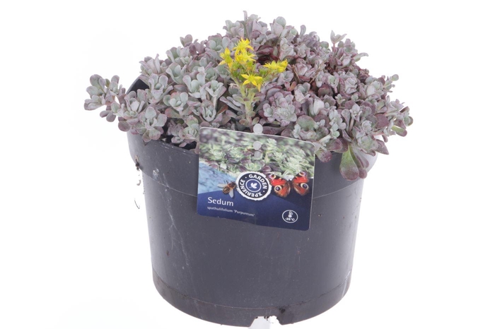 <h4>Sedum spath. Purpureum</h4>