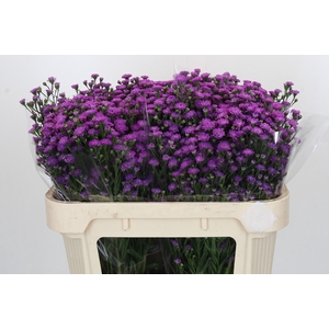 Aster Baby Pink