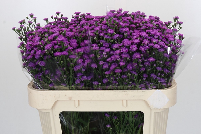 Aster Baby Pink