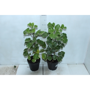 ARVORE DA FELICIDADE BALFOURIANA VARIEGATA P17