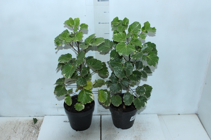 <h4>ARVORE DA FELICIDADE BALFOURIANA VARIEGATA P17</h4>