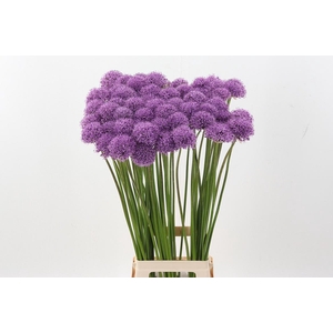 Allium Gladiator