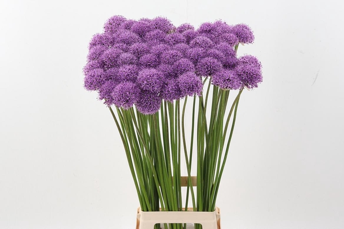 <h4>Allium Gladiator</h4>