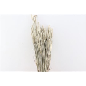 Dried Triticum X5 Frosted White Bunch