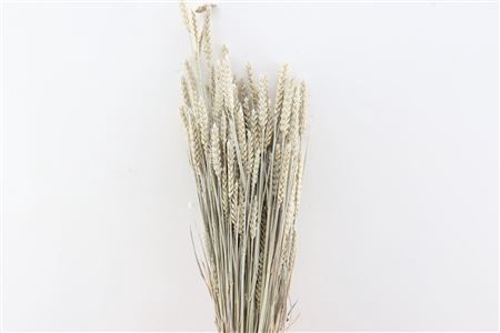 <h4>Dried Triticum X5 Frosted White Bunch</h4>