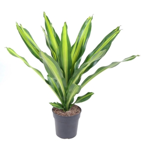 Dracaena Burley kopstek P24