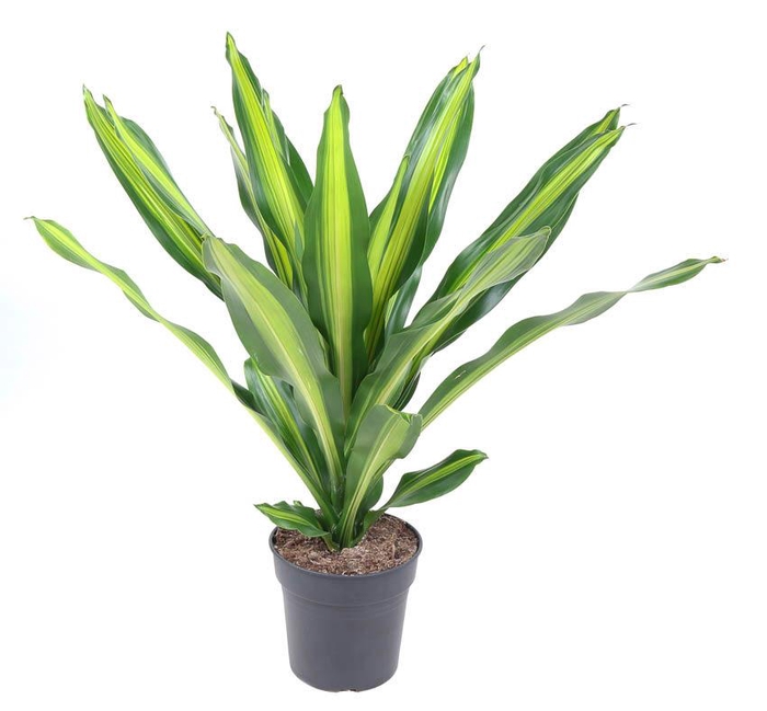 <h4>Dracaena Burley kopstek P24</h4>