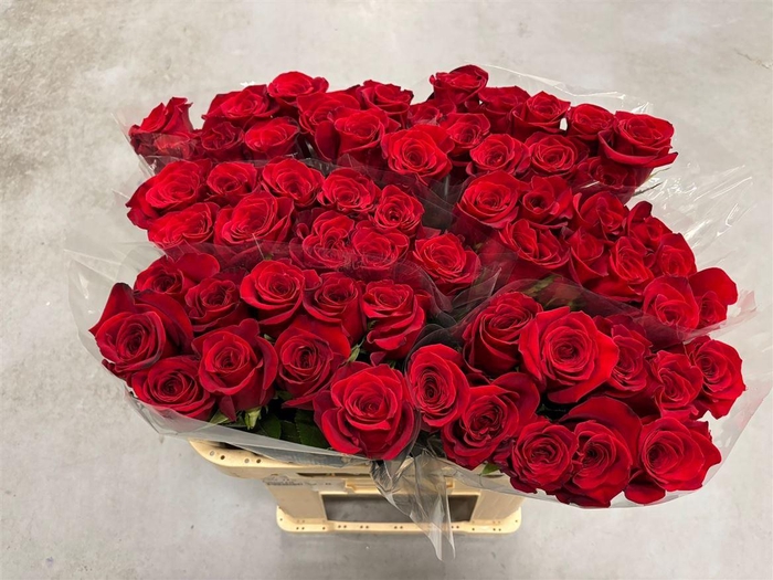 <h4>R GR Freedom X10</h4>