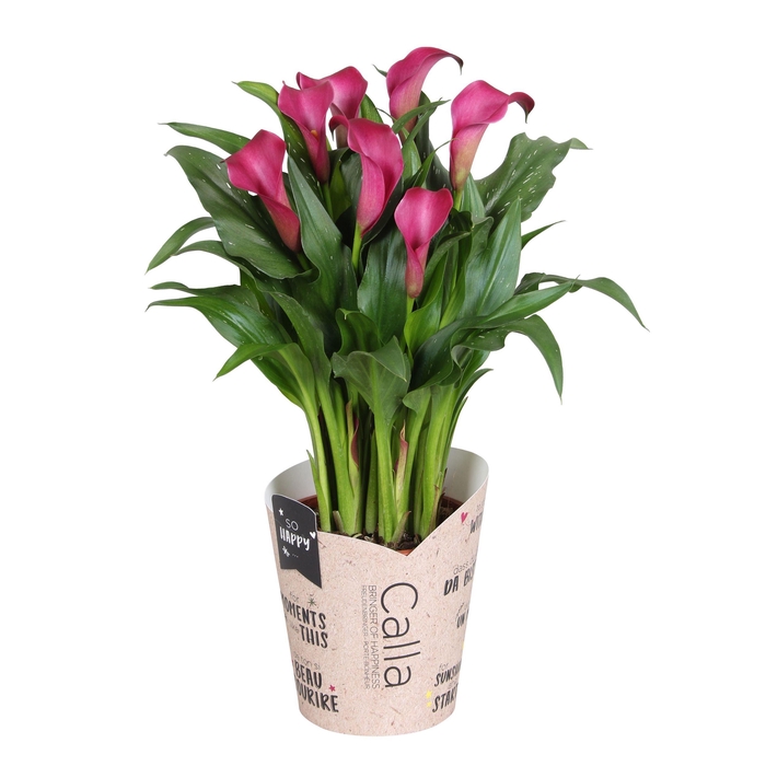 <h4>Zantedeschia Allure SoHappyCalla rood met bruine gift potcover</h4>