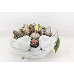 arr4 Hyacint MB - Vogelschaal rond x3