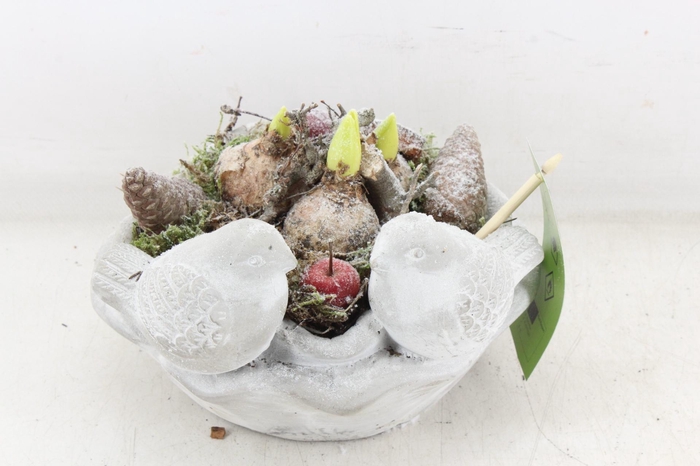 <h4>arr4 Hyacint MB - Vogelschaal rond x3</h4>