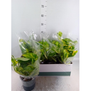 Epipremnum pinn. 'Aureum'