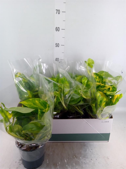 <h4>Epipremnum pinn. 'Aureum'</h4>