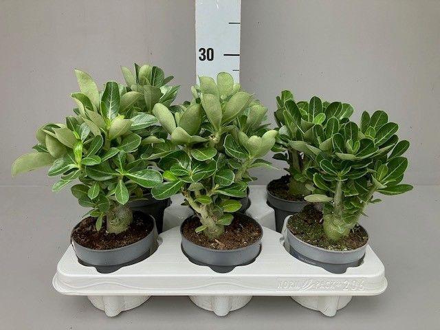 <h4>Adenium obesum</h4>